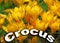 Colourful design word crocus font stock vector decorative element on yellow crocus flowers background.