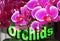 Colourful design word orchid font stock vector decorative element on orchid flowers background. Orchis latifolia.