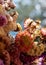 Colourful dried flowers, photographed with a macro lens at RHS Wisley garden, Surrey UK.