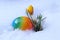A colourful Easter egg and flowering crocuses in the snow
