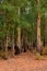 Colourful eucalptus trees with sun streaming through