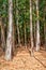 Colourful eucalptus trees with sun streaming through