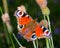 Colourful European Common Peacock Butterfly Aglais io