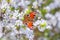 Colourful European Peacock butterfly Inachis io, on a flowering