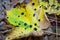 Colourful fall leaves with black acid burn points or acid burn stains