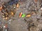 Colourful Fallen Leaves on the Ground