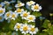 Colourful Feverfew flowers Tanacetum parthenium.