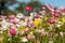 Colourful field of everlasting or paper daisies, bend their heads to the sun