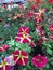 Colourful field of flowers