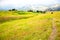 Colourful field at the foot of a high mountain, italian alpine landscape on a summer misty morning. Idyllic mountain