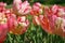 Colourful field of pink tulips