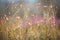 Colourful field plants against a blurry background