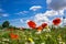 Colourful field of poppies and blue sky with clouds