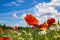 Colourful field of poppies and blue sky with clouds