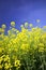 Colourful field of rapeseed