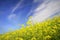 Colourful field of rapeseed