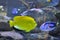 Colourful fishes in Two Oceans Aquarium