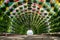 The colourful floral and umbrella arch at the Corniche Station. Doha, Qatar