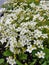 Colourful flowerbed with Saxifraga rosacea or Irish saxifrage white small flowers