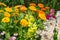 Colourful flowerbed on sunny day