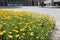 Colourful Flowerbeds