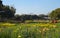 Colourful flowerbeds at Nehru Park, New Delhi