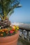 Colourful flowers at the bas of a palm tree in a large pot in front of a balustrade looking over Ramsgate harbour on a summer day