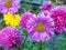 Colourful Flowers Growing Outdoors