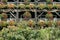 Colourful flowers in hanging baskets on balconies