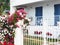 Colourful Flowers on House Front Wall