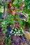 Colourful Flowers in Pots Hanging in Very Old Olive Tree