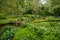 Colourful flowers and shrubs grow around the lake at the John Lewis Longstock Park Water Garden, Hampshire UK