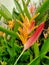 The colourful foliage growth in the city garden