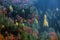 Colourful forest trees in the autumn