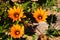 Colourful Gazanias blooming in bright sunlight