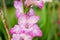 Colourful gladiolus or sword lily flowers blooming in the garden. Close-up of gladiolus flowers. Flowers blossoming in summer
