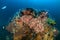 Colourful Glassfish pinnacles on a tropical coral reef