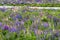 Colourful green pasture with blue lupines at the Eglinton River Valley