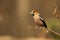 Colourful hawfinch sitting on the blooming hazel twig on sunny spring day