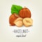 Colourful hazelnut icon isolated on background. Vector sketch of realistic nut with leaves and seeds.