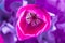 Colourful head of purple tulip close-up with defocused purple ba