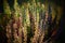 Colourful heather plants in autumn. Stock Photo