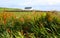 Colourful Hedgerow, Western Ireland