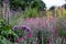 Colourful herbaceous border in the historic walled garden at Eastcote House Gardens, in the Borough of Hillingdon, London, UK