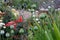 Colourful herbaceous border in the historic walled garden at Eastcote House Gardens, in the Borough of Hillingdon, London, UK