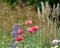 Colourful herbaceous border with poppies and pampass grass  at Eastcote House Gardens walled garden, London UK.