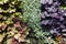 Colourful Heuchera leaves on a plant wall