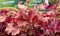 Colourful heuchera plants with textured foliage, photograped in a garden centre in the London area.