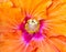Colourful Hibiscus Flower Stamen Detail