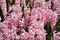 Colourful hyacinth growing in garden